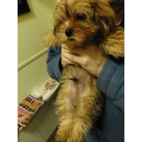 shih tzu puppy reu blond