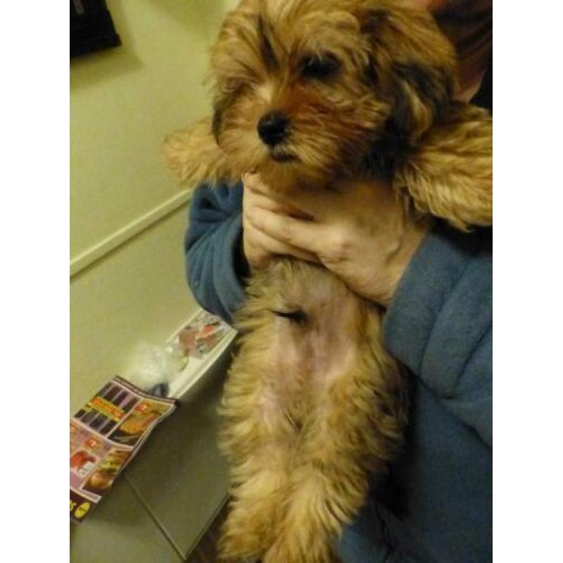 shih tzu puppy reu blond
