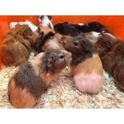 12 jonge cavia zeugjes te koop (diverse kleurtjes)