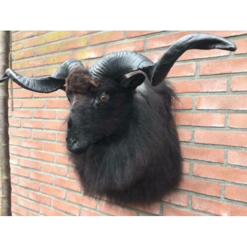 Opgezette Zwarte schapenkop