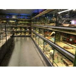 12 jonge cavia zeugjes te koop (diverse kleurtjes)