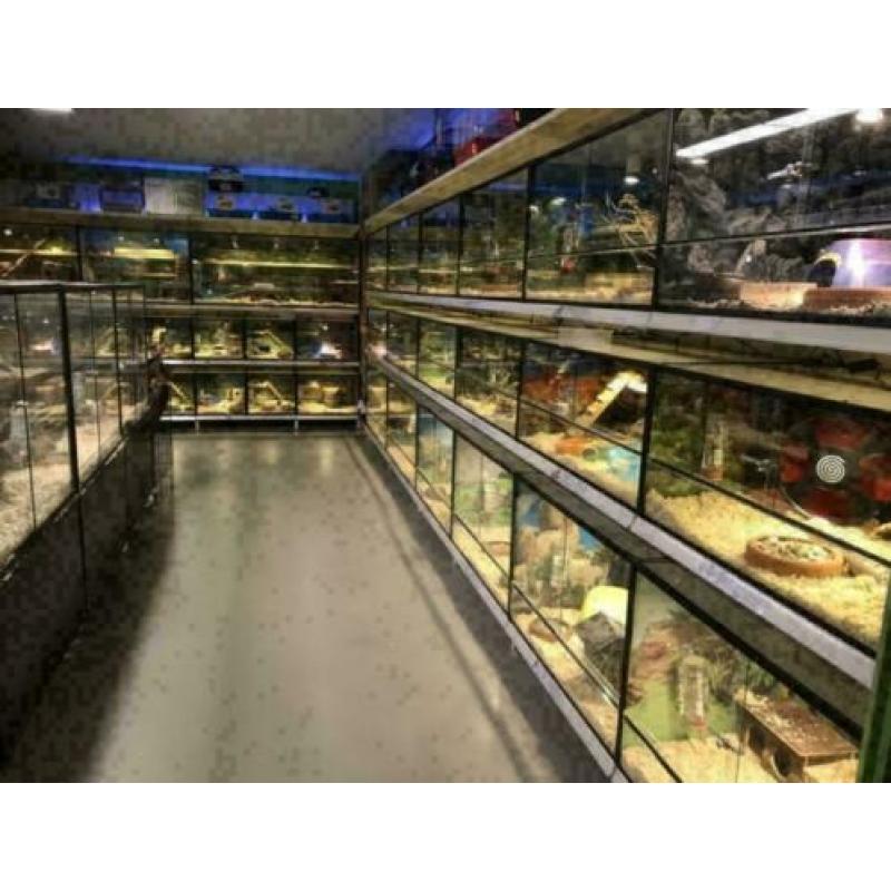 12 jonge cavia zeugjes te koop (diverse kleurtjes)