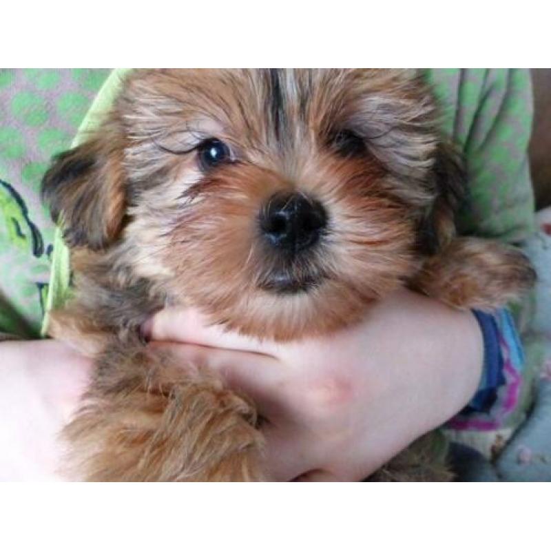 shih tzu puppy reu blond