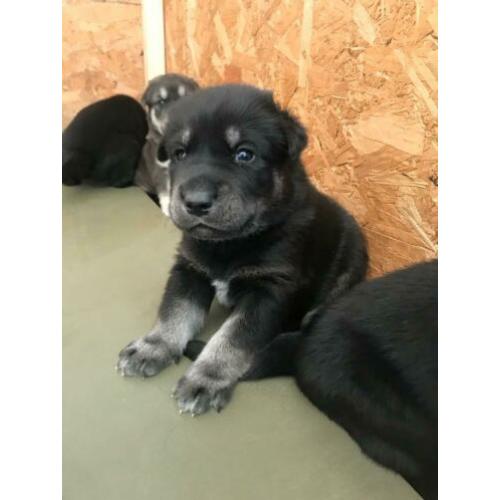 Pups labrador