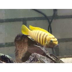 Malawi cichliden: Metriaclima kawanga Gold F1