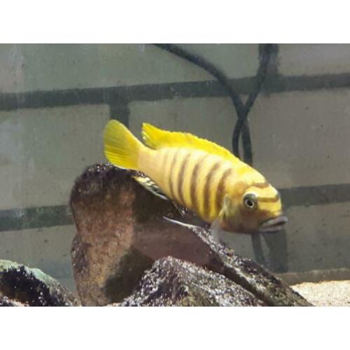 Malawi cichliden: Metriaclima kawanga Gold F1