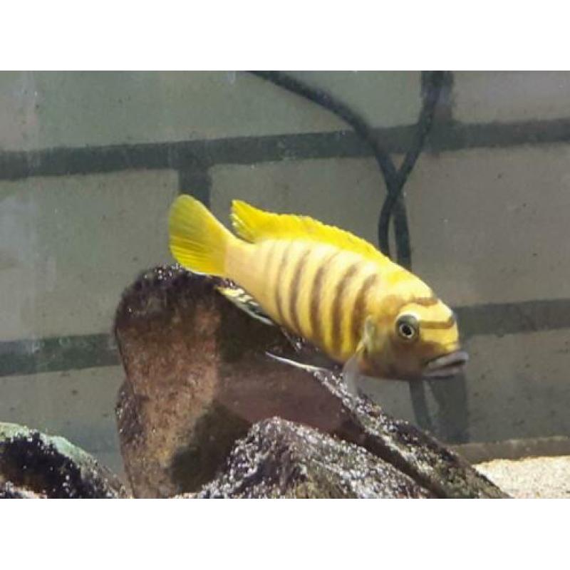 Malawi cichliden: Metriaclima kawanga Gold F1
