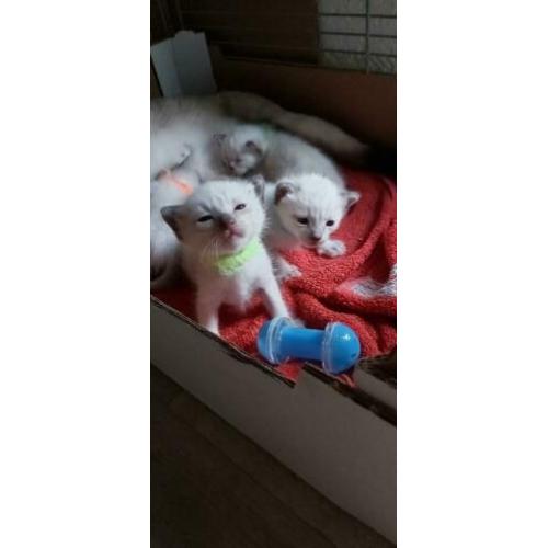 Nestje met 4 Thaise Siamees kittens te koop