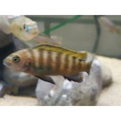Malawi cichliden: Metriaclima kawanga Gold F1
