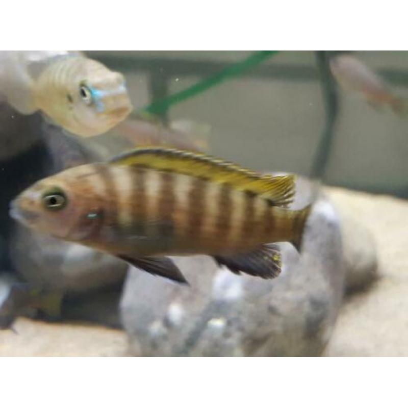 Malawi cichliden: Metriaclima kawanga Gold F1