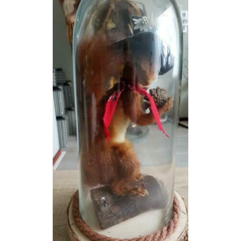Eekhoorn, taxidermie.