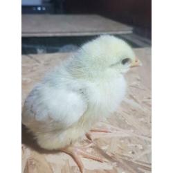 Kuikens vleeskippen poule de bresse