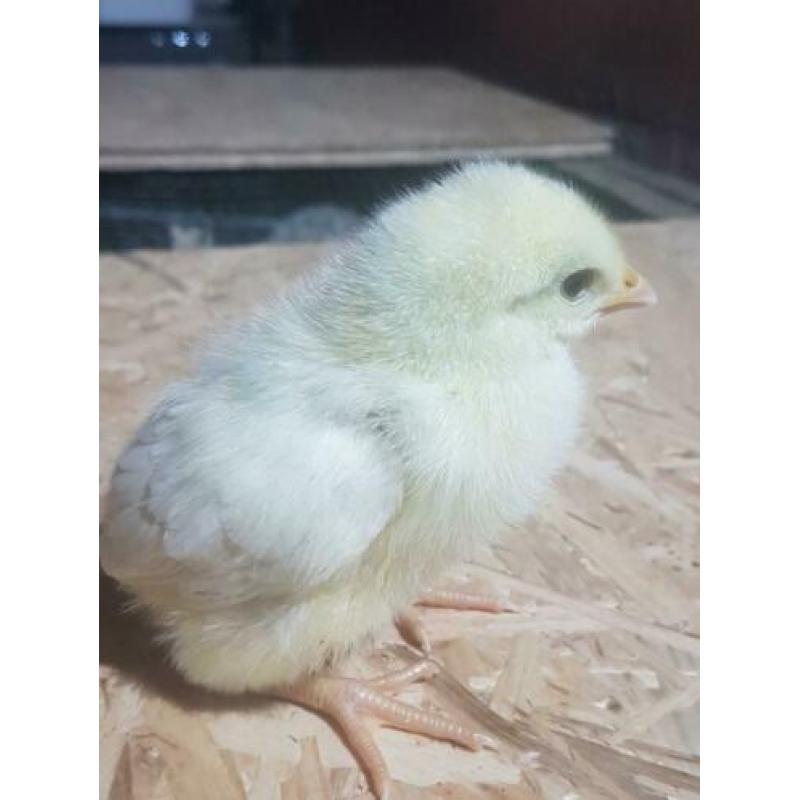 Kuikens vleeskippen poule de bresse