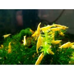 garnalen Galaxy Pinto Taiwan BOA Steel Caridina Neocaridina