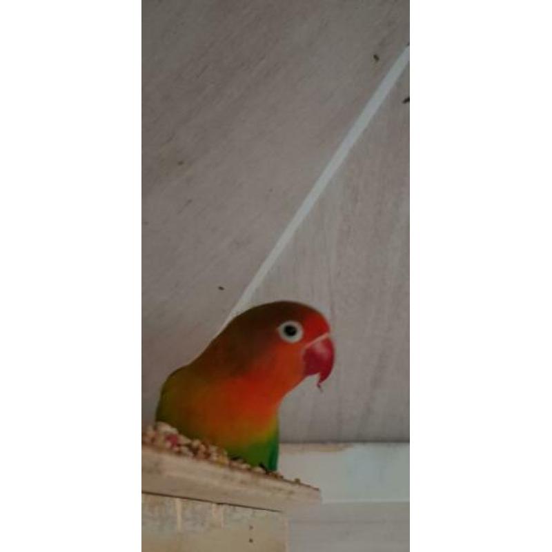 Agaponissen 6 vogels