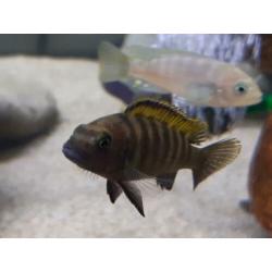 Malawi cichliden: Metriaclima kawanga Gold F1