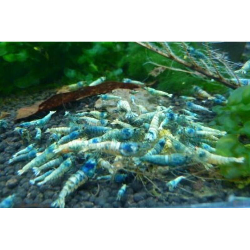garnalen Galaxy Pinto Taiwan BOA Steel Caridina Neocaridina