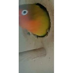 Agaponissen 6 vogels
