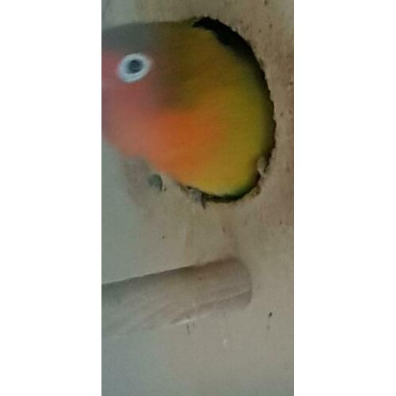 Agaponissen 6 vogels