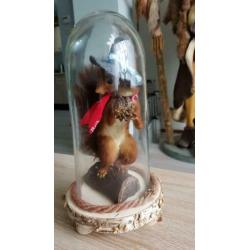 Eekhoorn, taxidermie.