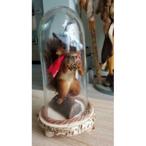 Eekhoorn, taxidermie.