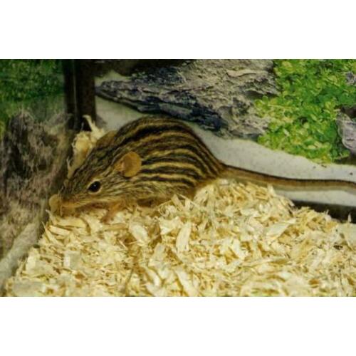 8 x Zebragrasmuis, Lemniscomys barbarus