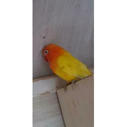 Agaponissen 6 vogels