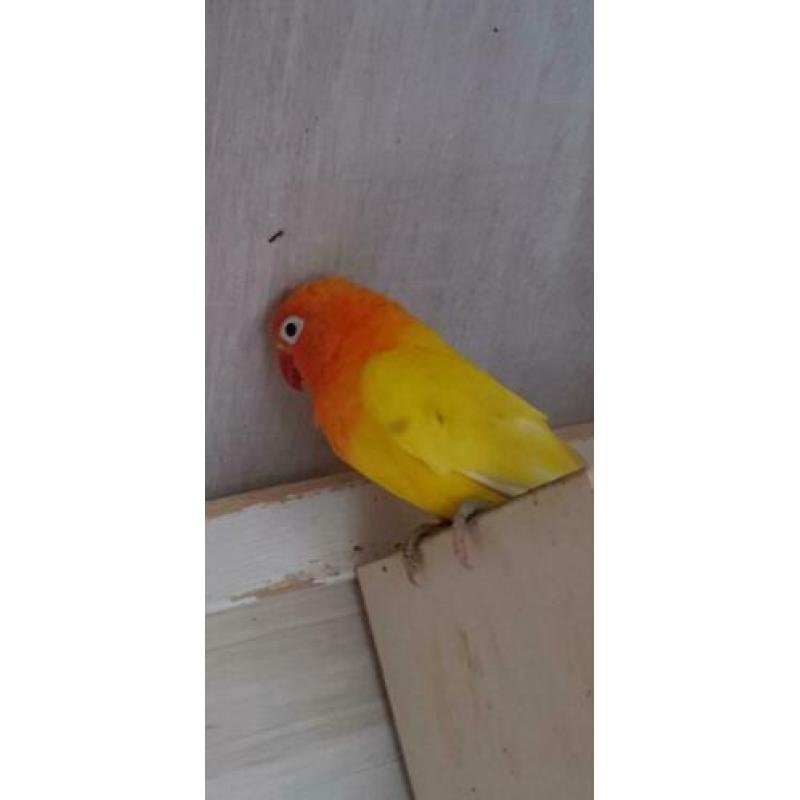 Agaponissen 6 vogels