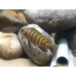 Malawi cichliden: Metriaclima kawanga Gold F1
