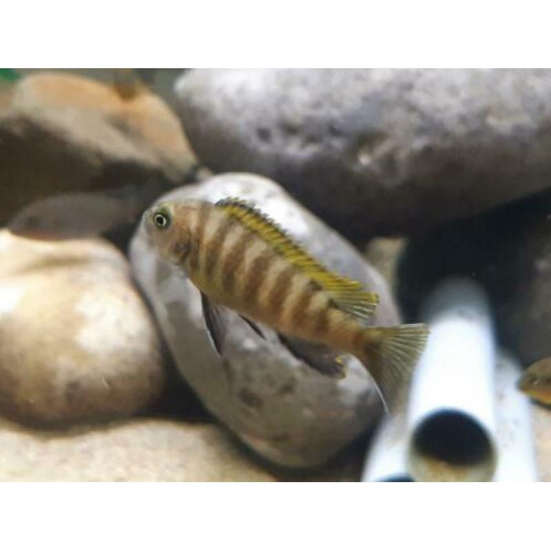 Malawi cichliden: Metriaclima kawanga Gold F1