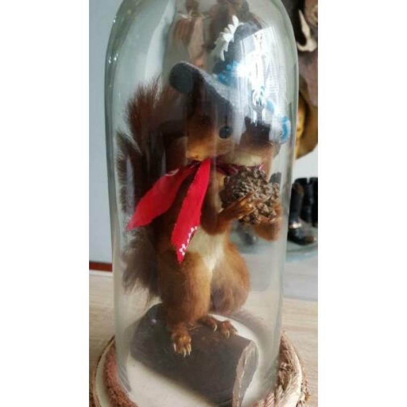 Eekhoorn, taxidermie.