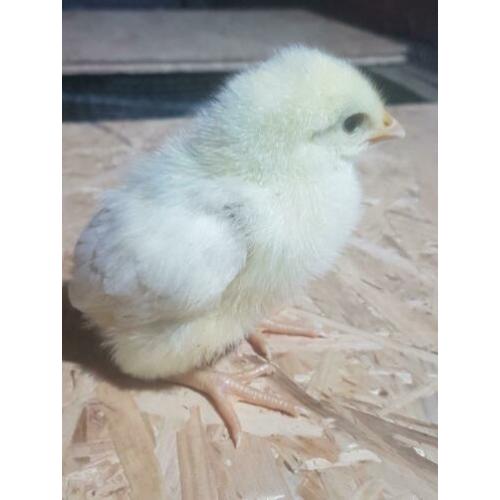 Kuikens vleeskippen poule de bresse