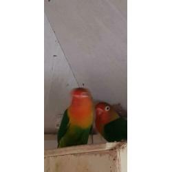 Agaponissen 6 vogels