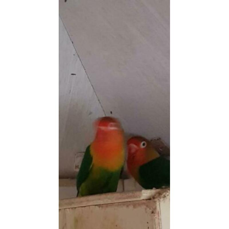 Agaponissen 6 vogels