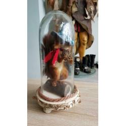 Eekhoorn, taxidermie.