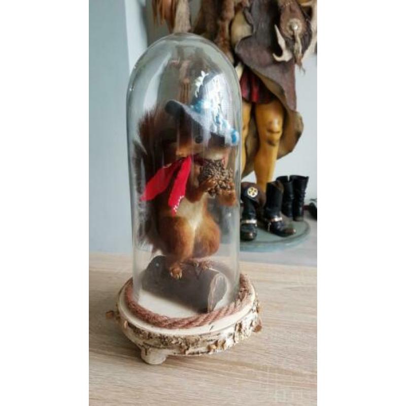 Eekhoorn, taxidermie.
