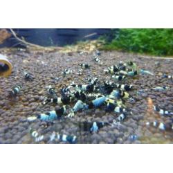 garnalen Galaxy Pinto Taiwan BOA Steel Caridina Neocaridina