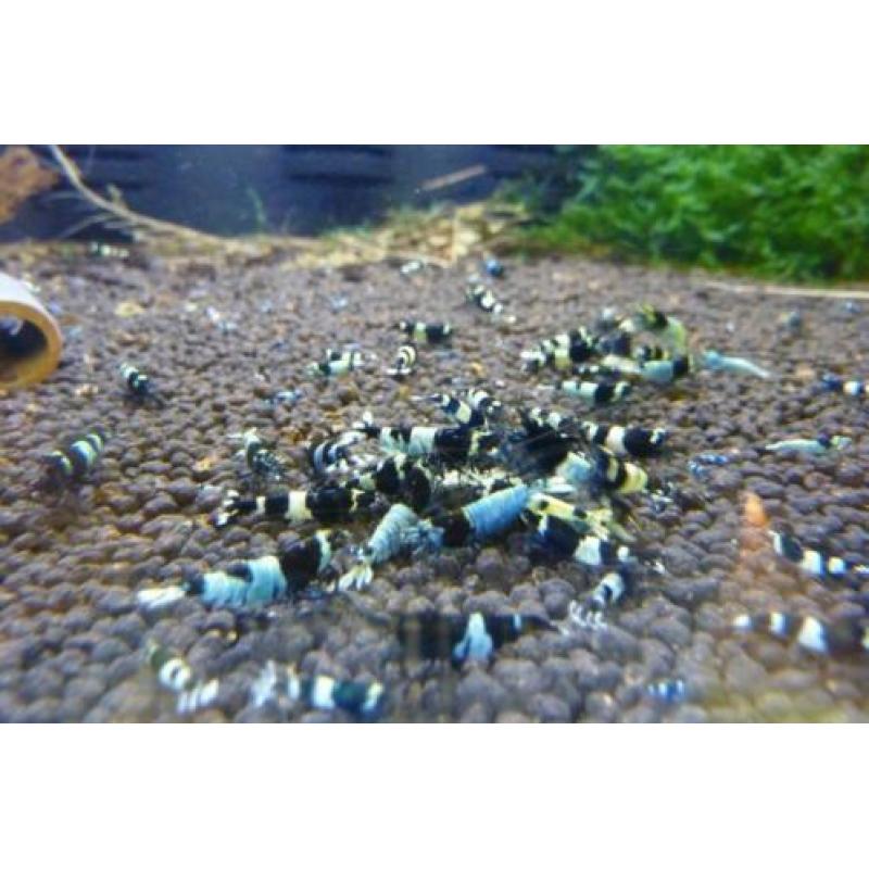 garnalen Galaxy Pinto Taiwan BOA Steel Caridina Neocaridina