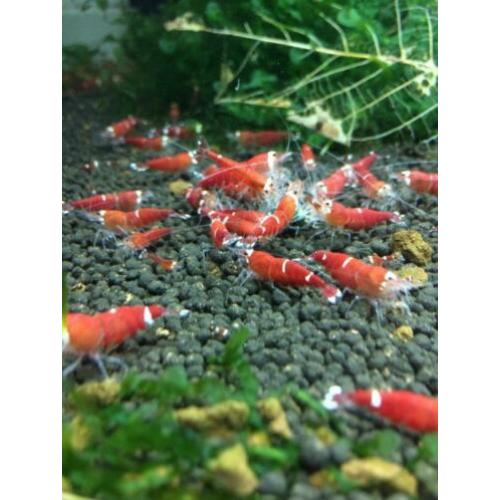 garnalen Galaxy Pinto Taiwan BOA Steel Caridina Neocaridina