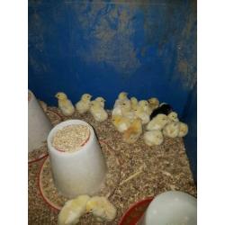 Kuikens vleeskippen poule de bresse