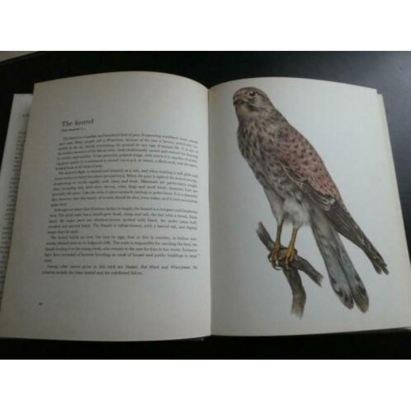 Birds of Field and Forest - 62 Plates in Colour