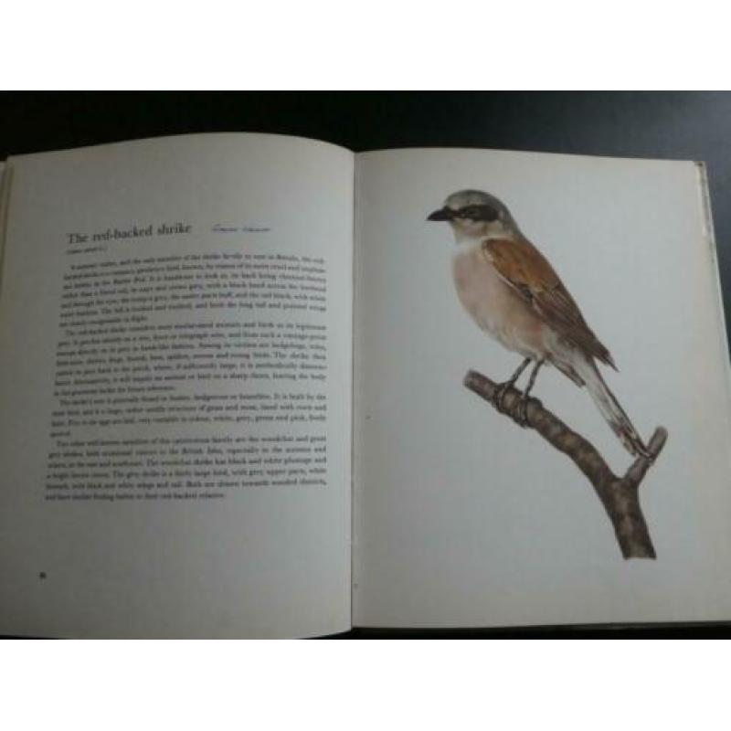 Birds of Field and Forest - 62 Plates in Colour