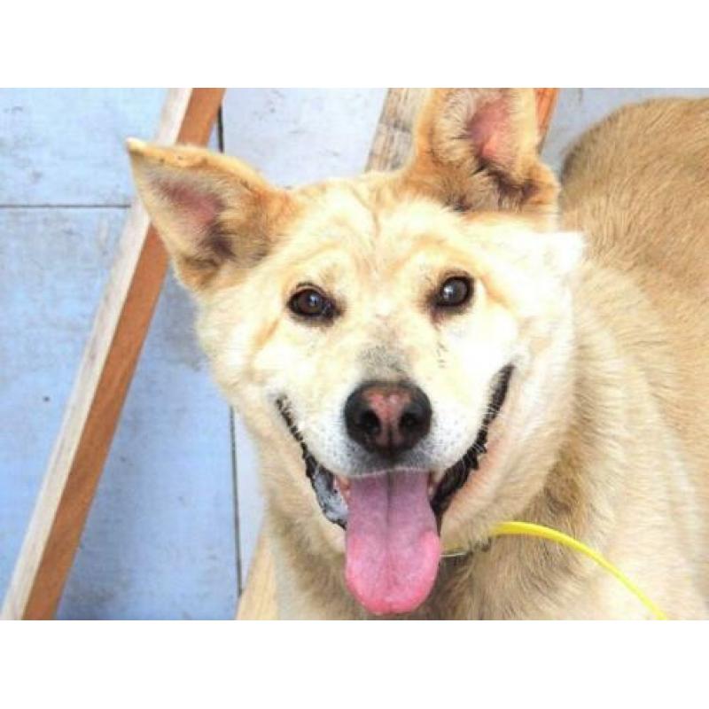 sharpeikruising ter adoptie in Spanje