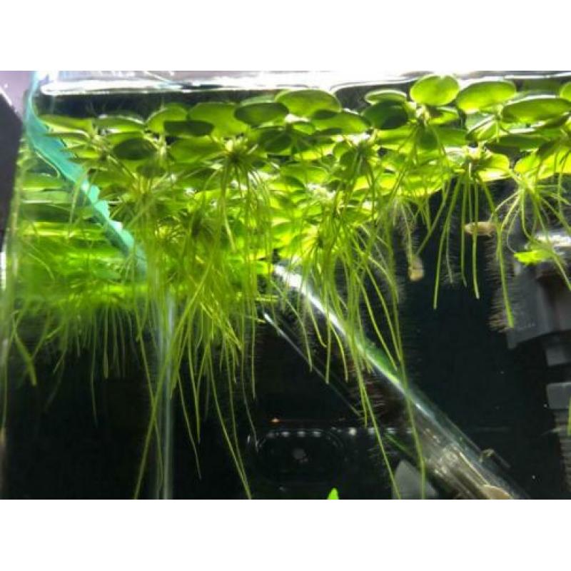 Drijfplantjes aquarium