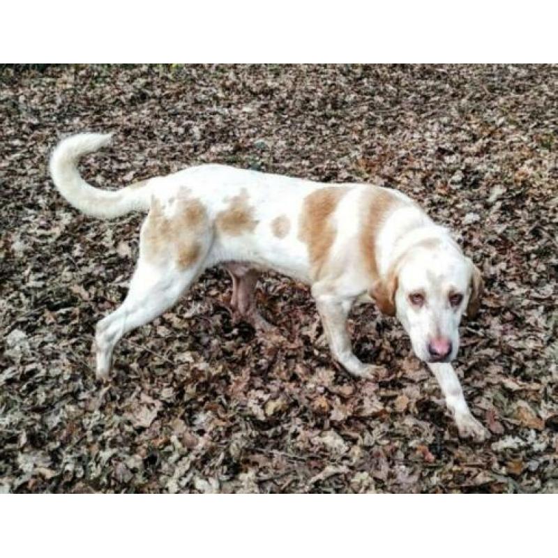 spaanse mastin/hound kruising ter adoptie in Spanje
