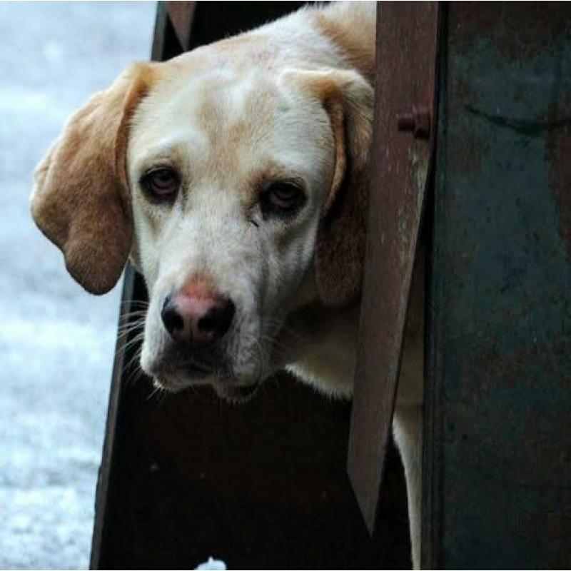 spaanse mastin/hound kruising ter adoptie in Spanje