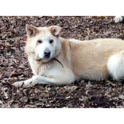 sharpeikruising ter adoptie in Spanje