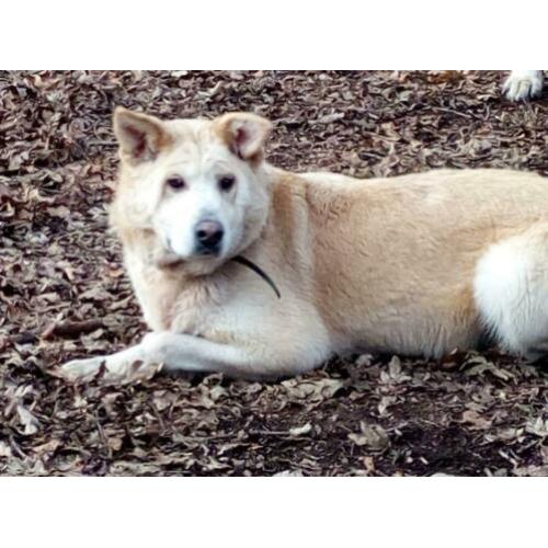 sharpeikruising ter adoptie in Spanje