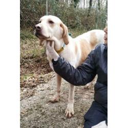spaanse mastin/hound kruising ter adoptie in Spanje
