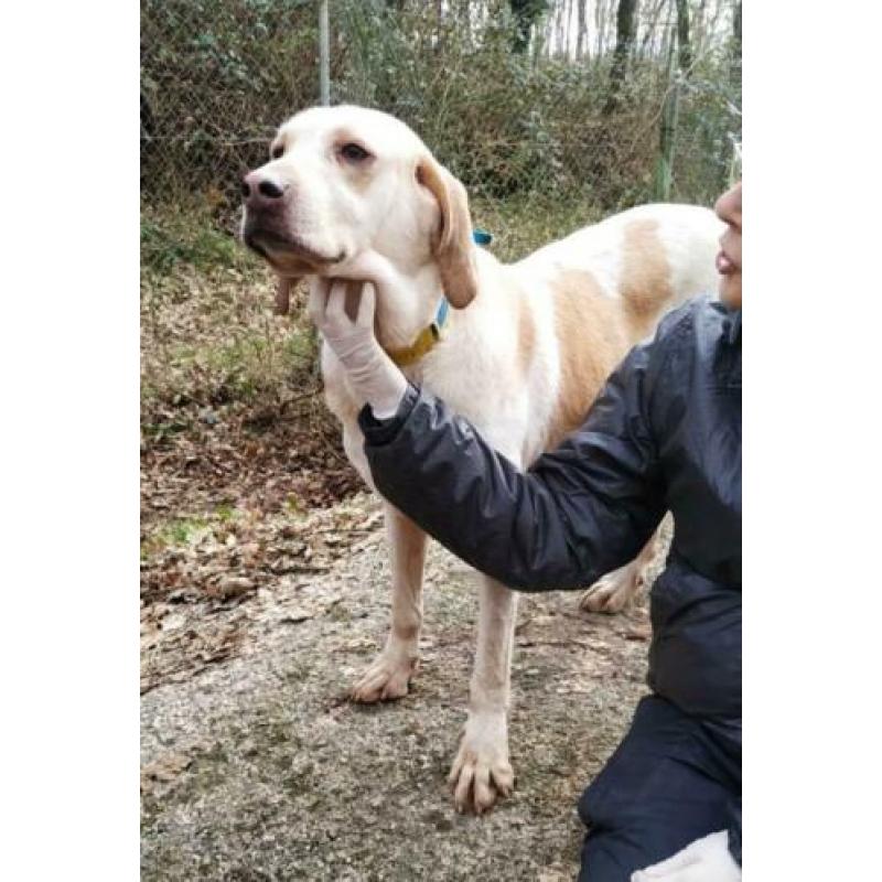 spaanse mastin/hound kruising ter adoptie in Spanje